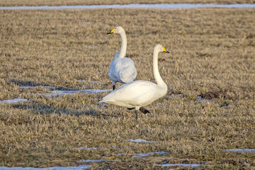 A couple of white swans on the frozen field in late winter. Whooper swans or common swan (Cygnus cygnus).