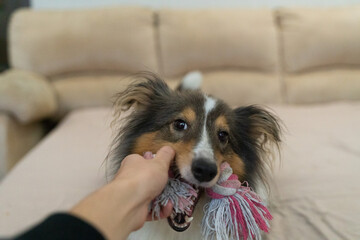Cute playful tricolor dog sheltie. Portrait of shetland sheepdog in home playing with pink toy rope