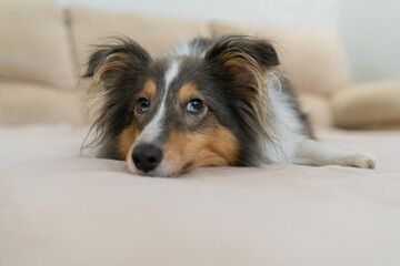 Cute tricolor dog sheltie. Portrait of shetland sheepdog in home