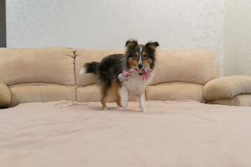 Cute playful tricolor dog sheltie. Portrait of shetland sheepdog in home playing with pink toy rope