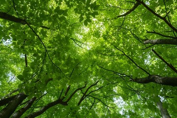 Fototapeta premium Lush Green Tree Canopy in Forest 