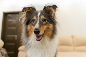 Cute tricolor dog sheltie. Portrait of shetland sheepdog in home