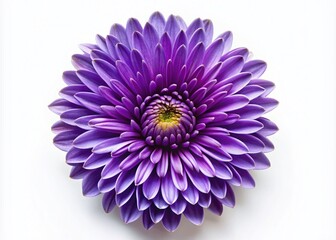 Obraz premium Violet Flower Isolated on White Background - Stunning Food Photography for Decor and Design