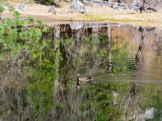 Sunny view of the mirror lake landscape in Yosemite National Park