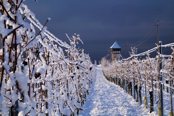 Picturesque winter landscape. The vineyards are covered with snow against the backdrop of the dark sky. In the background - a medieval tower. Contrasts.