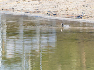 Close up shot of American coot at Bass Lake