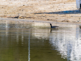 Close up shot of American coot at Bass Lake