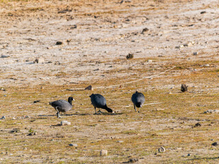 Close up shot of American coot at Bass Lake