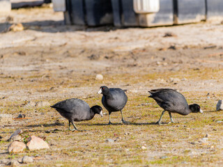 Close up shot of American coot at Bass Lake