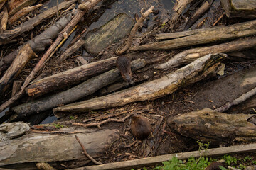 a pair of beavers build a house in platinum, autumn, Czech Republic