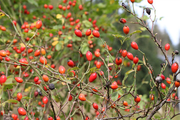 Berries ripen on the branch of a dog rose bush
