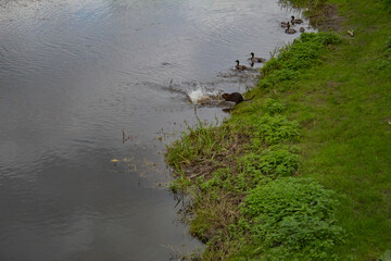 Beaver games in the water on the river bank, against the background of ducks and green grass