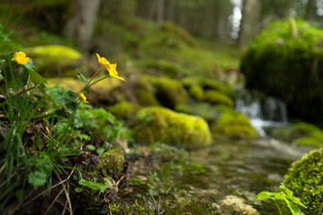 gelbe Sumpfdotterblume am Bach