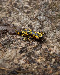 laufender Feuersalamander