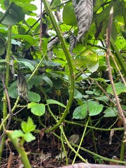 Thorny Plants Growing