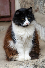 The quiet evening calm is disturbed only by the watchful gaze of the cat