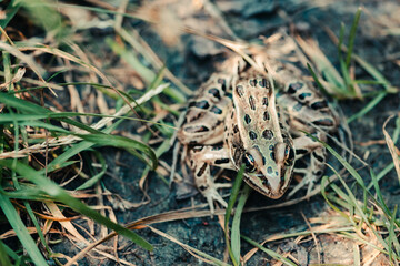 A leopard frog in the grass