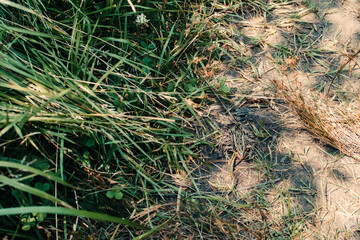 A leopard frog in the grass