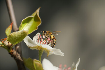 honey bee on a white flower close up
