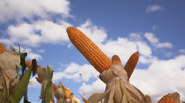 Vibrant Yellow Corn Ear in a Scenic Cornfield with Blue Sky Background &ndash; A Stunning Display of Agriculture and Rural Beauty