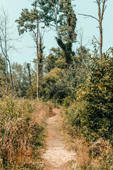 Obraz premium Great Marsh Trail at Indiana Dunes National Park