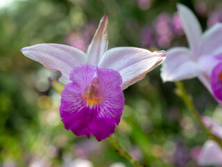Cattleya Orchid flower