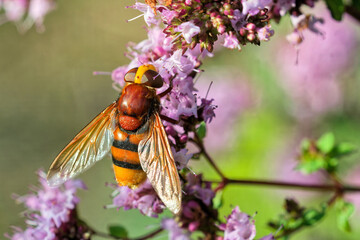 Hornissen-Schwebfliege am Dost