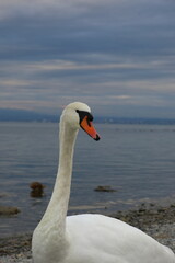 Fototapeta premium In the evening light, a swan gazes thoughtfully across a calm lake, with distant mountains creating a serene backdrop. The scene evokes a sense of quiet contemplation and natural beauty.