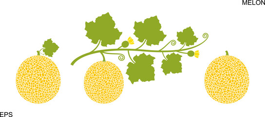 Melon logo. Isolated melon on white background