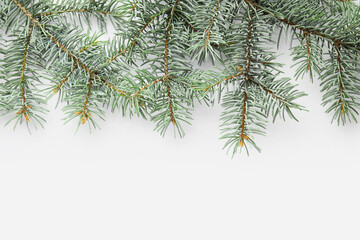 Beautiful fir branches isolated on white background