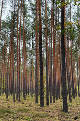 Obraz premium Tall pine trees in dense forest. Vertical outdoor landscape photography