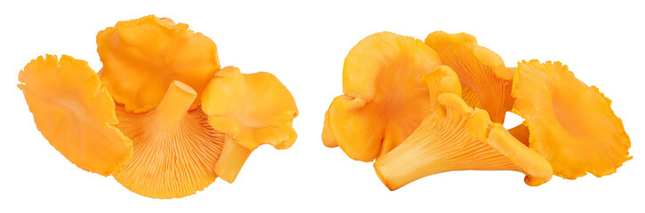 Chanterelle mushroom isolated on a white background. Top view. Flat lay