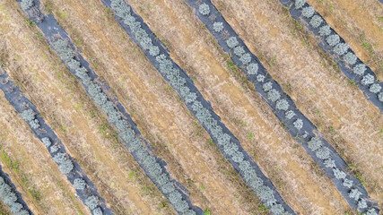 Lavender growing in rows on farm with plastic mulch drone shot