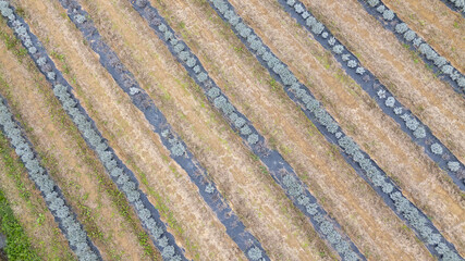 Lavender field growing with plastic mulch aerial view