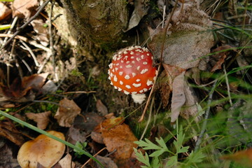 fly agaric mushroom in the autumn forest