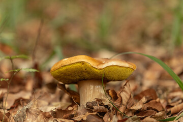 Steinpilz, Boletus edulis, a delicious and popular mushroom