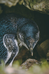 Little Blue Penguin New Zealand