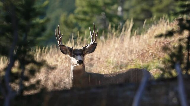 Mule Deer buck stopping and looking through the trees before moving on.