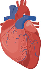 Anatomy of the human heart