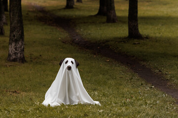 Cute Labrador dog is dressed in Halloween ghost costume, pet in white cape is sitting in autumn...
