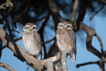 A pair of spotted owlets or Athene brama at Jorbeer in Rajasthan, India