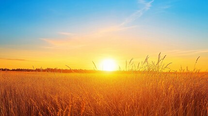Obraz premium Golden Sunset Over a Field of Tall Grass