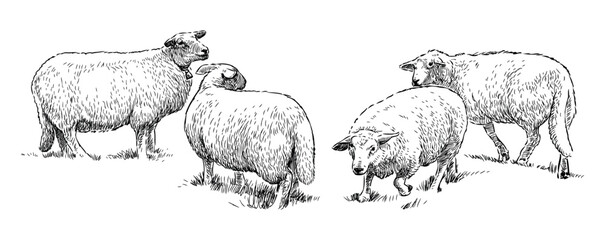 Sketch of sheep herd on pasture, realistic hand drawn, vector illustration, isolated on white