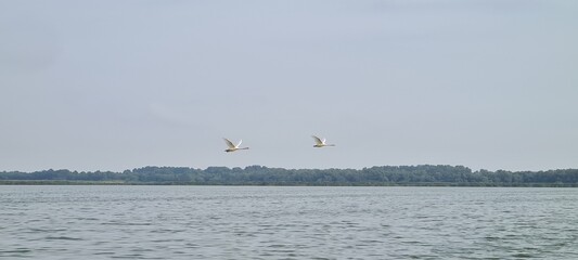 swans in flight
