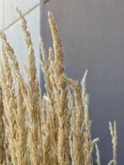 Fototapeta premium Closeup Of Decorative Grass With Bokeh