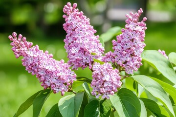 Obraz premium This photograph shows a close-up of the purple spring blossoms of the Eastern Redbud (Cercis canadensis) on a sunny day. It's a nature-based design concept.