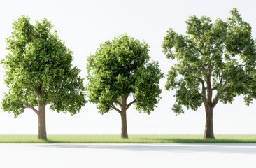Obraz premium Isolated on a transparent background are a variety of trees: apple, beech, elm, linden, maple, oak