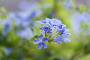 Fototapeta premium 暑い夏に涼しげな花を咲かせるルリマツリ
