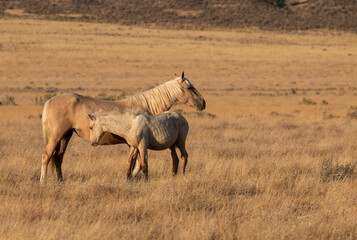 Wild Horse Mare and Foal in the Utah Desert in Autumn
