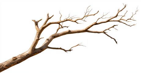 Tree on a transparent background with an isolated cutout